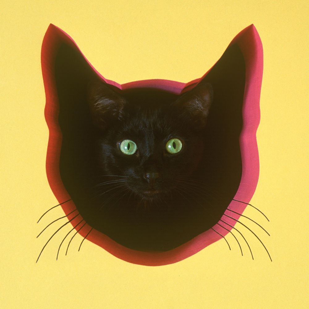 A Lost Dog Finds Cat Paradise: Tails of Love and Mischief, author and photographer Bob Walker