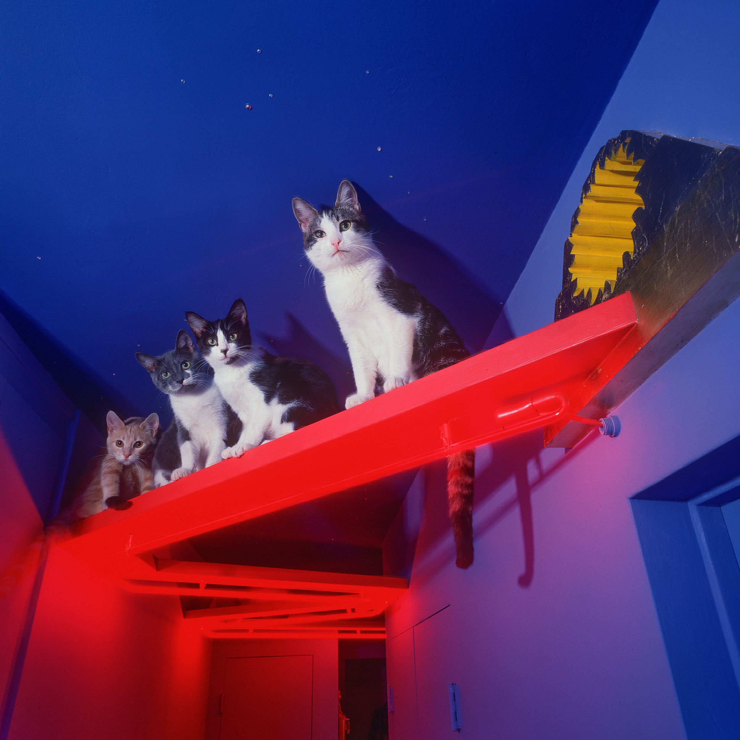 A Lost Dog Finds Cat Paradise: Tails of Love and Mischief, author and photographer Bob Walker
