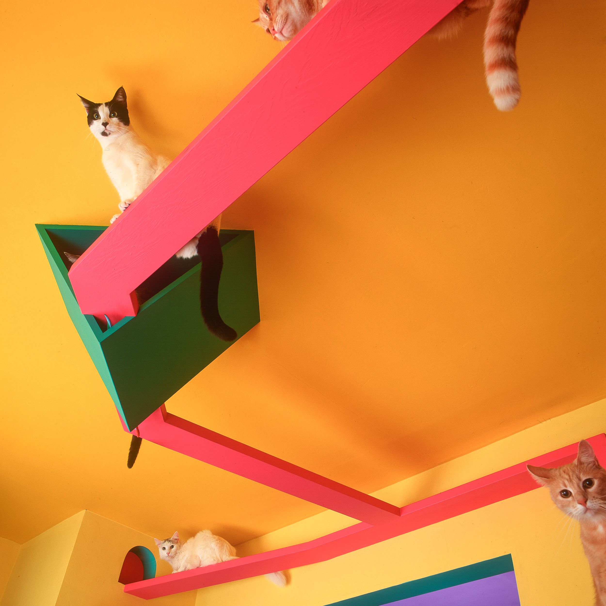 A Lost Dog Finds Cat Paradise: Tails of Love and Mischief, author and photographer Bob Walker