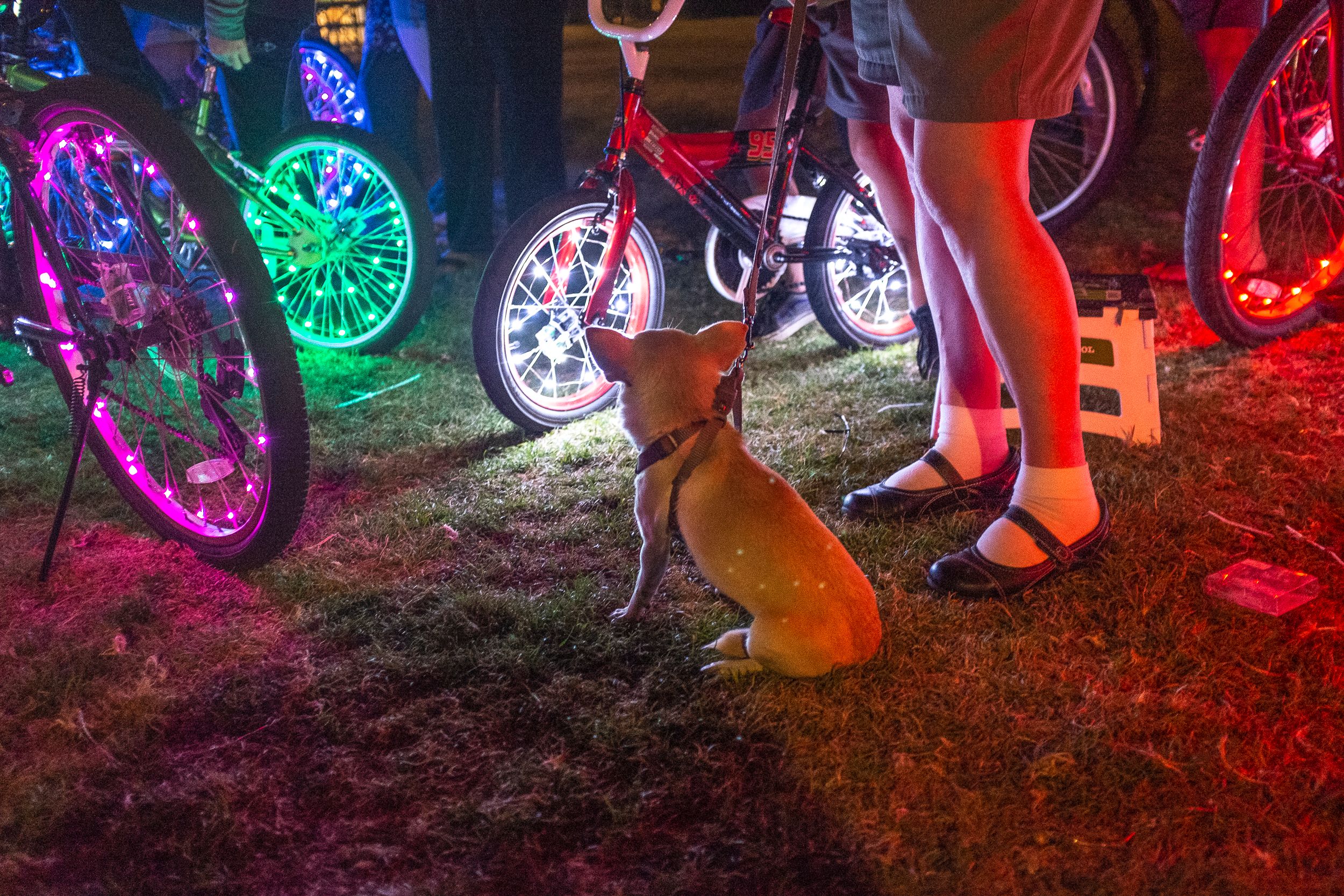 A Lost Dog Finds Cat Paradise: Tails of Love and Mischief, author and photographer Bob Walker