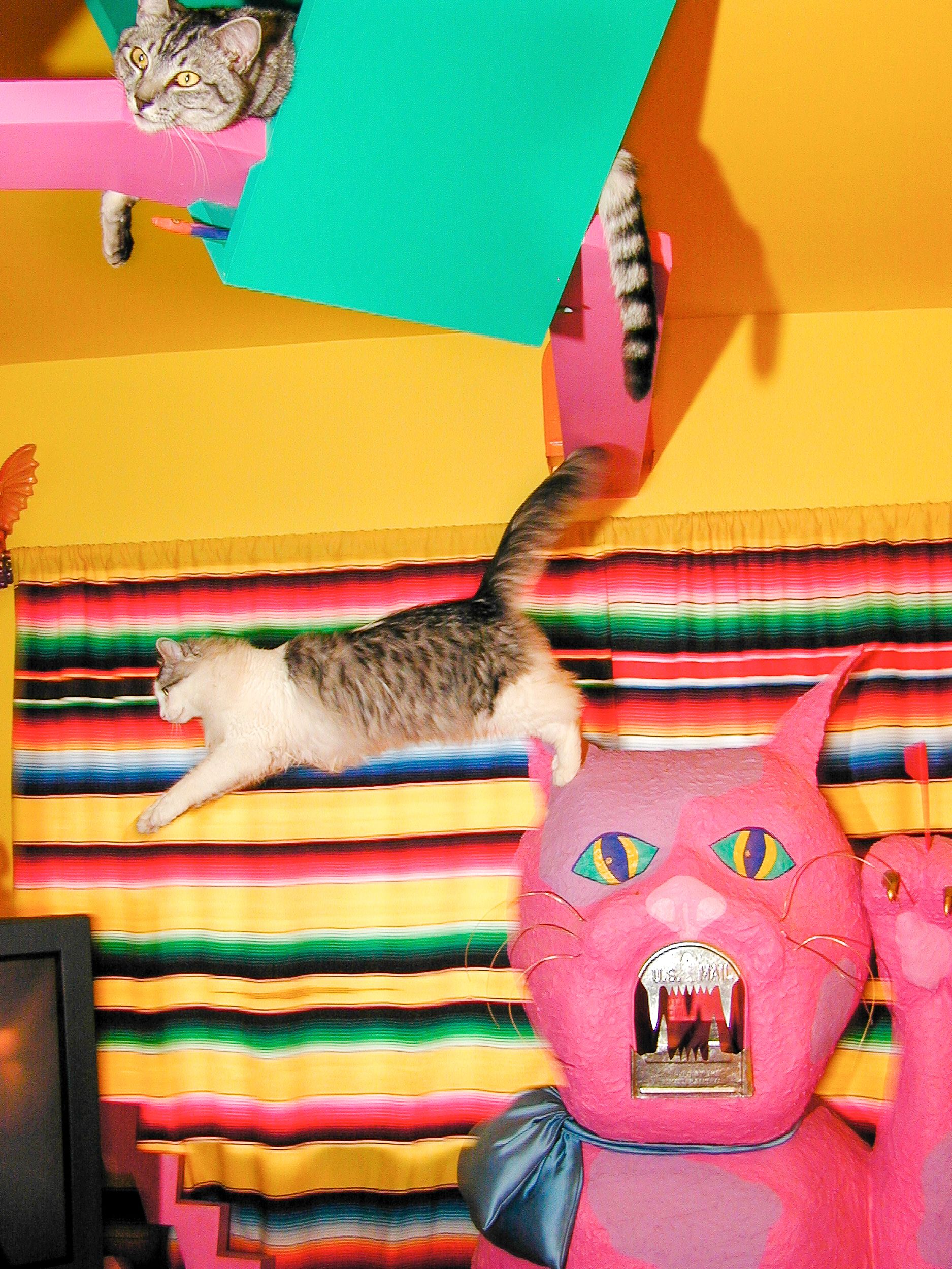 A Lost Dog Finds Cat Paradise: Tails of Love and Mischief, author and photographer Bob Walker