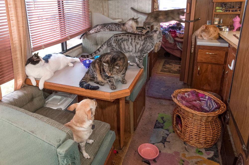A Lost Dog Finds Cat Paradise: Tails of Love and Mischief, author and photographer Bob Walker