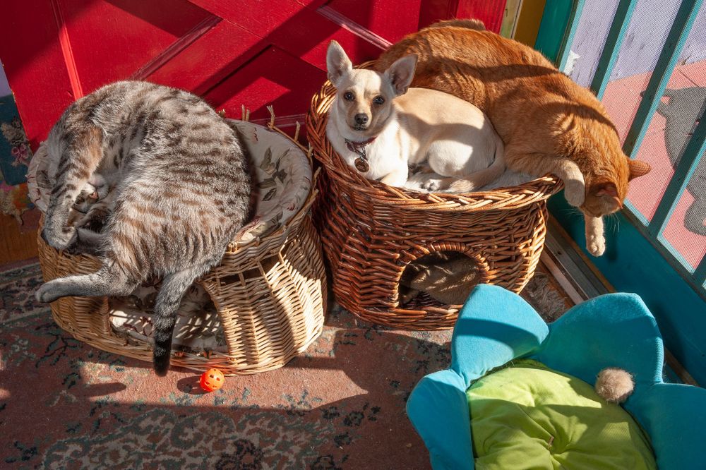 A Lost Dog Finds Cat Paradise: Tails of Love and Mischief, author and photographer Bob Walker