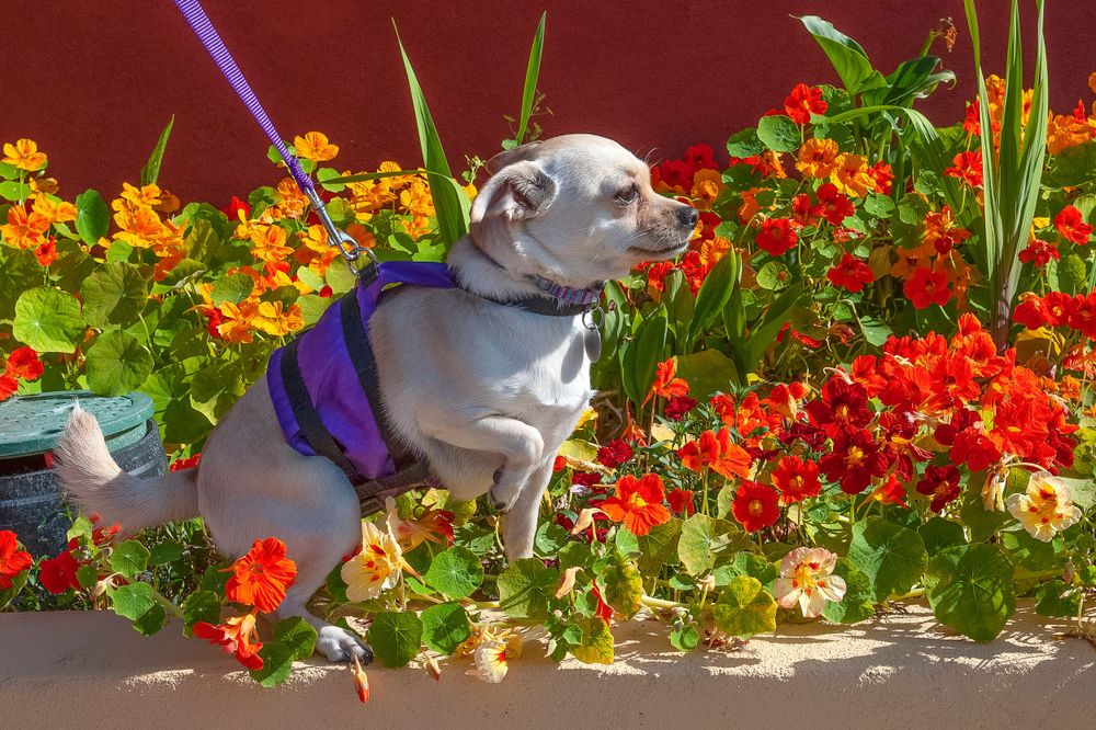 A Lost Dog Finds Cat Paradise: Tails of Love and Mischief, author and photographer Bob Walker