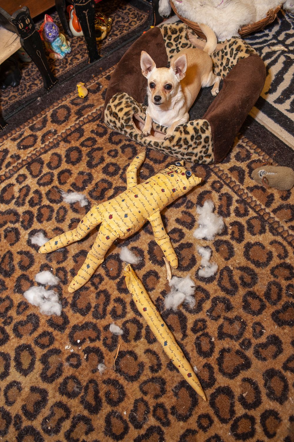 A Lost Dog Finds Cat Paradise: Tails of Love and Mischief, author and photographer Bob Walker