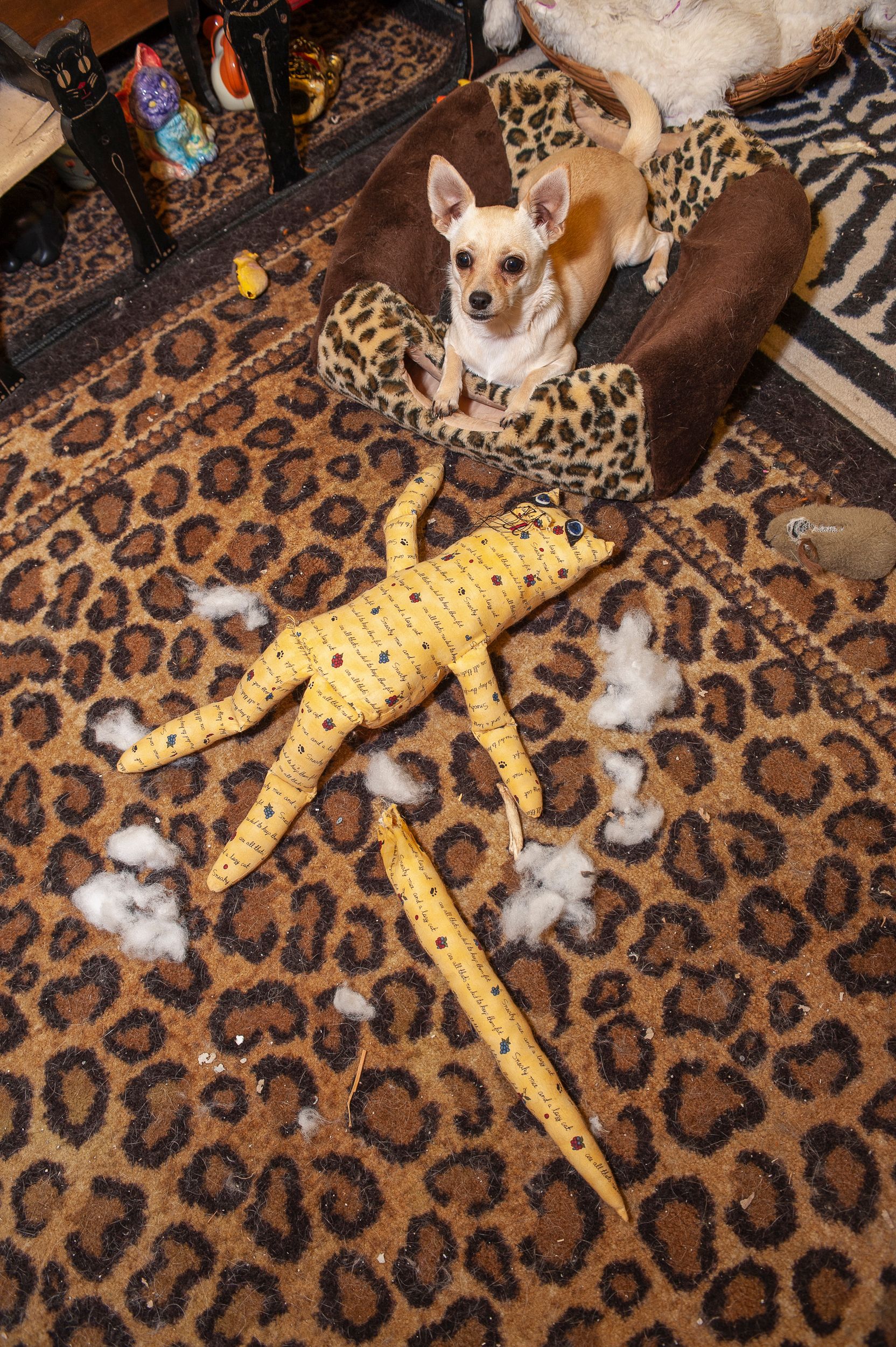 A Lost Dog Finds Cat Paradise: Tails of Love and Mischief, author and photographer Bob Walker