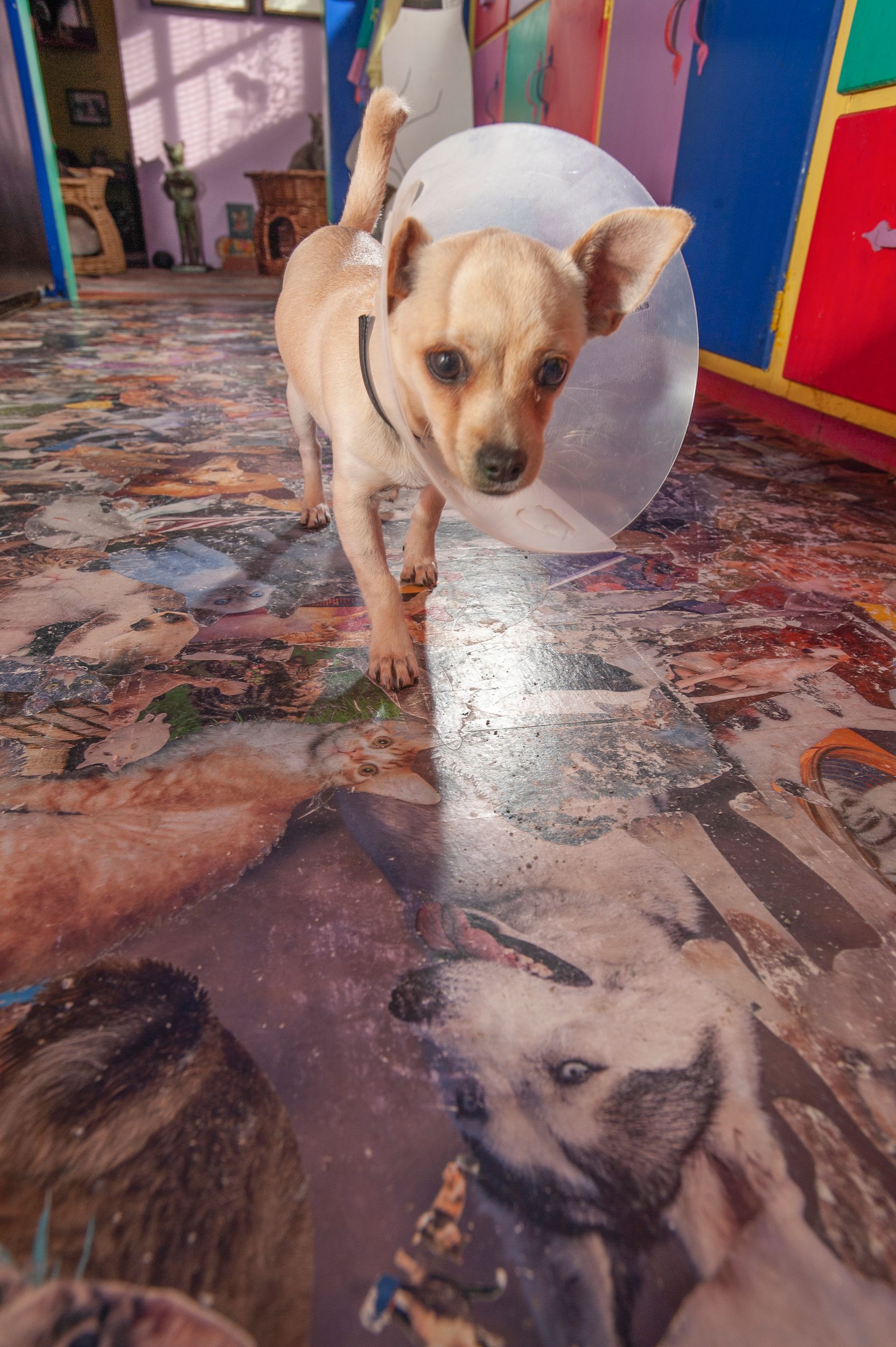 A Lost Dog Finds Cat Paradise: Tails of Love and Mischief, author and photographer Bob Walker