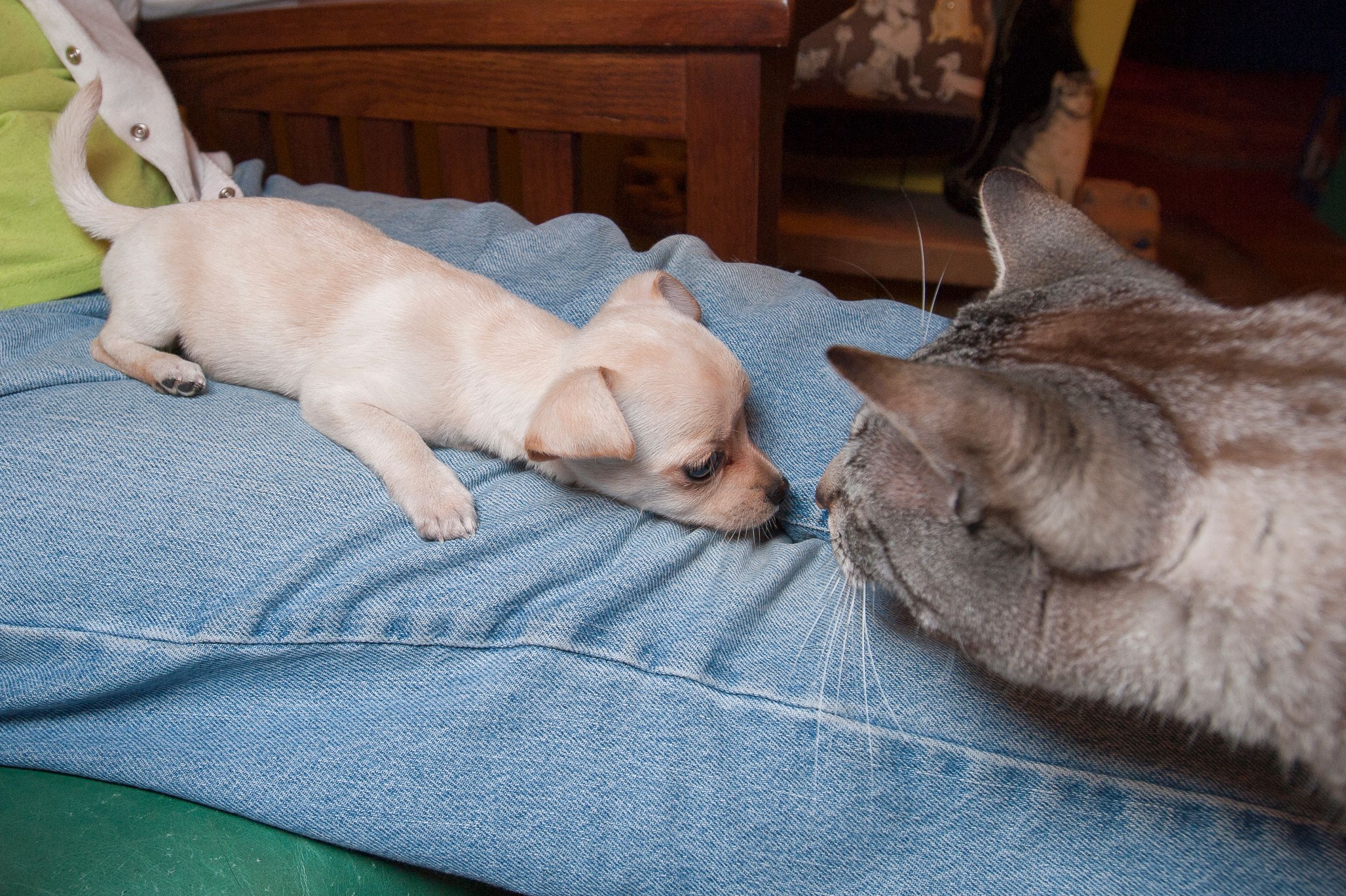 A Lost Dog Finds Cat Paradise: Tails of Love and Mischief, author and photographer Bob Walker