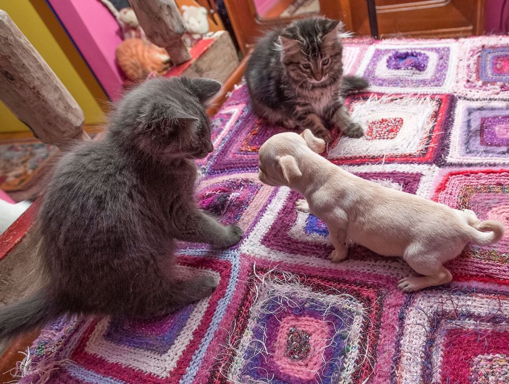 A Lost Dog Finds Cat Paradise: Tails of Love and Mischief, author and photographer Bob Walker