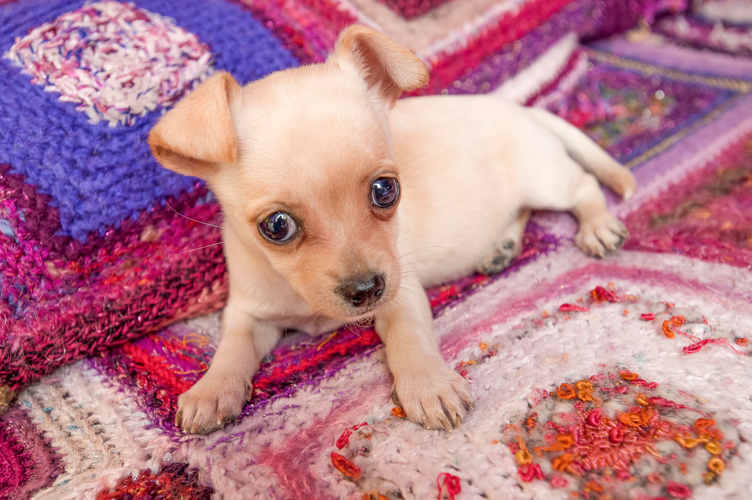 A Lost Dog Finds Cat Paradise: Tails of Love and Mischief, author and photographer Bob Walker