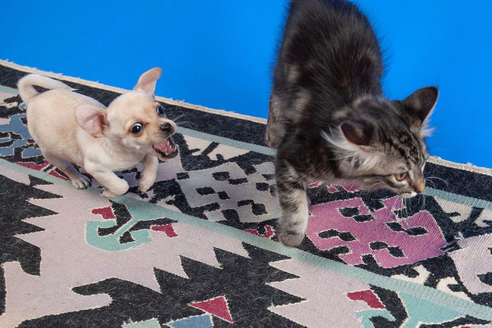A Lost Dog Finds Cat Paradise: Tails of Love and Mischief, author and photographer Bob Walker
