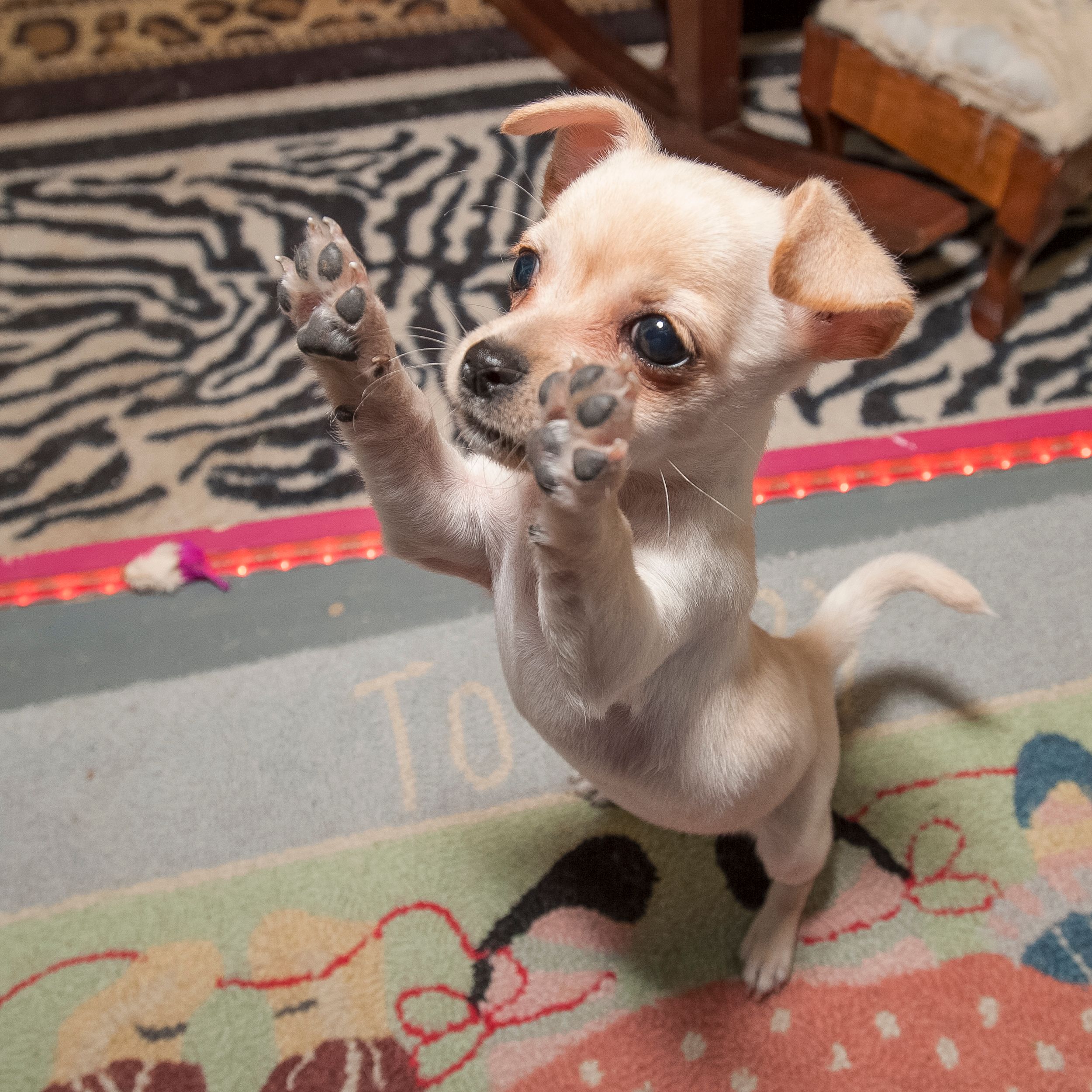A Lost Dog Finds Cat Paradise: Tails of Love and Mischief, author and photographer Bob Walker