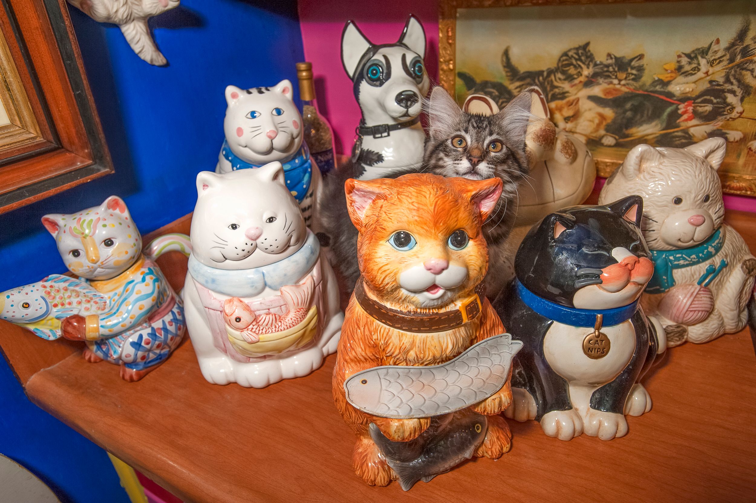 A Lost Dog Finds Cat Paradise: Tails of Love and Mischief, author and photographer Bob Walker