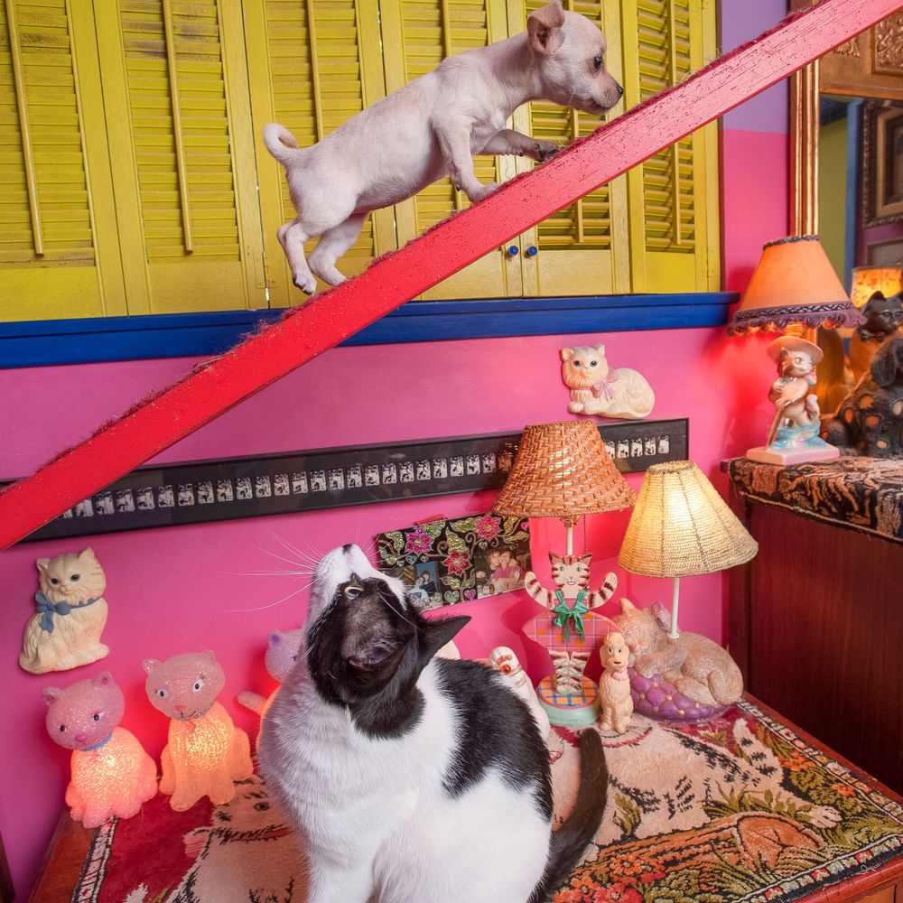 A Lost Dog Finds Cat Paradise: Tails of Love and Mischief, author and photographer Bob Walker