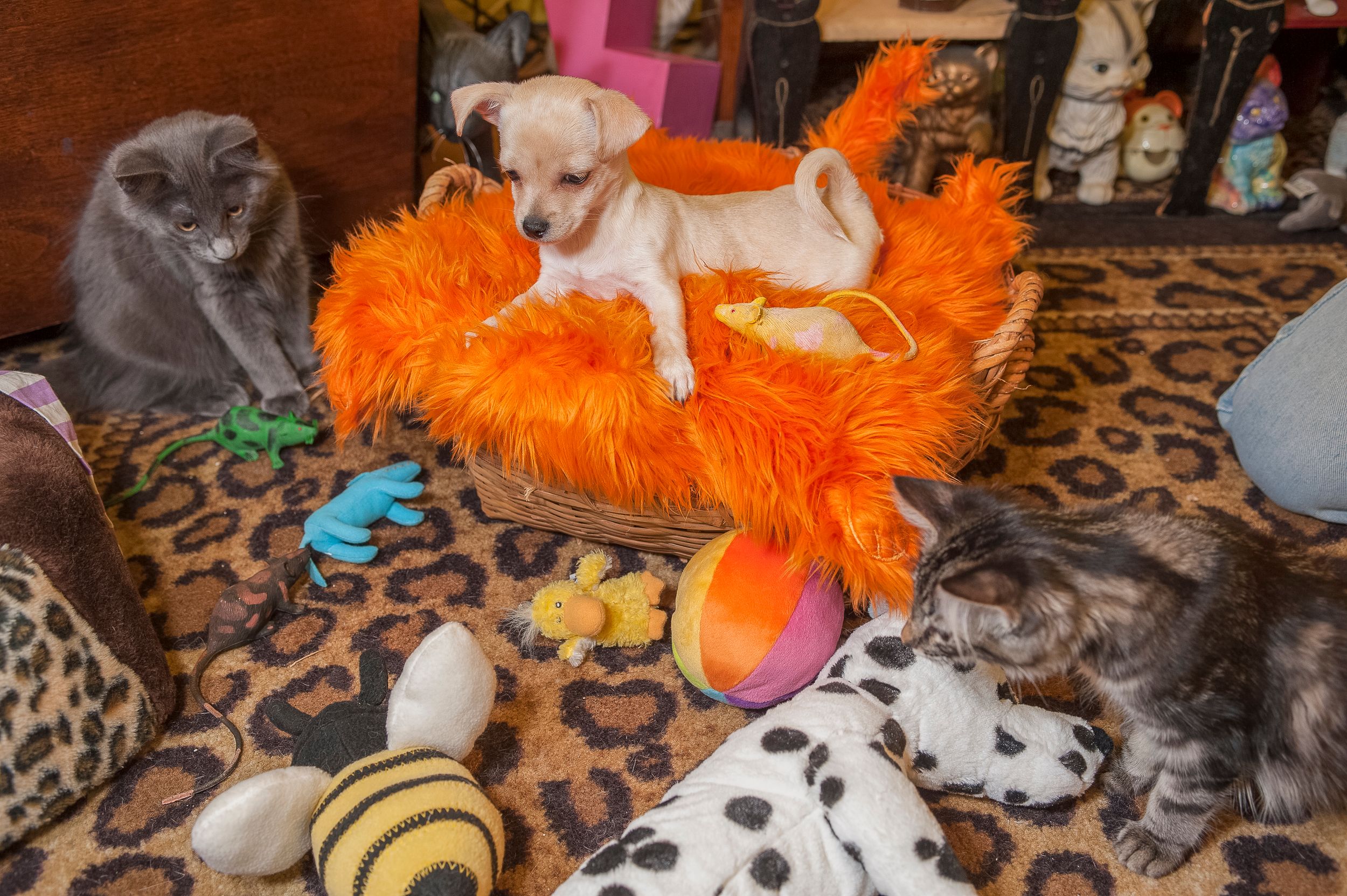 A Lost Dog Finds Cat Paradise: Tails of Love and Mischief, author and photographer Bob Walker