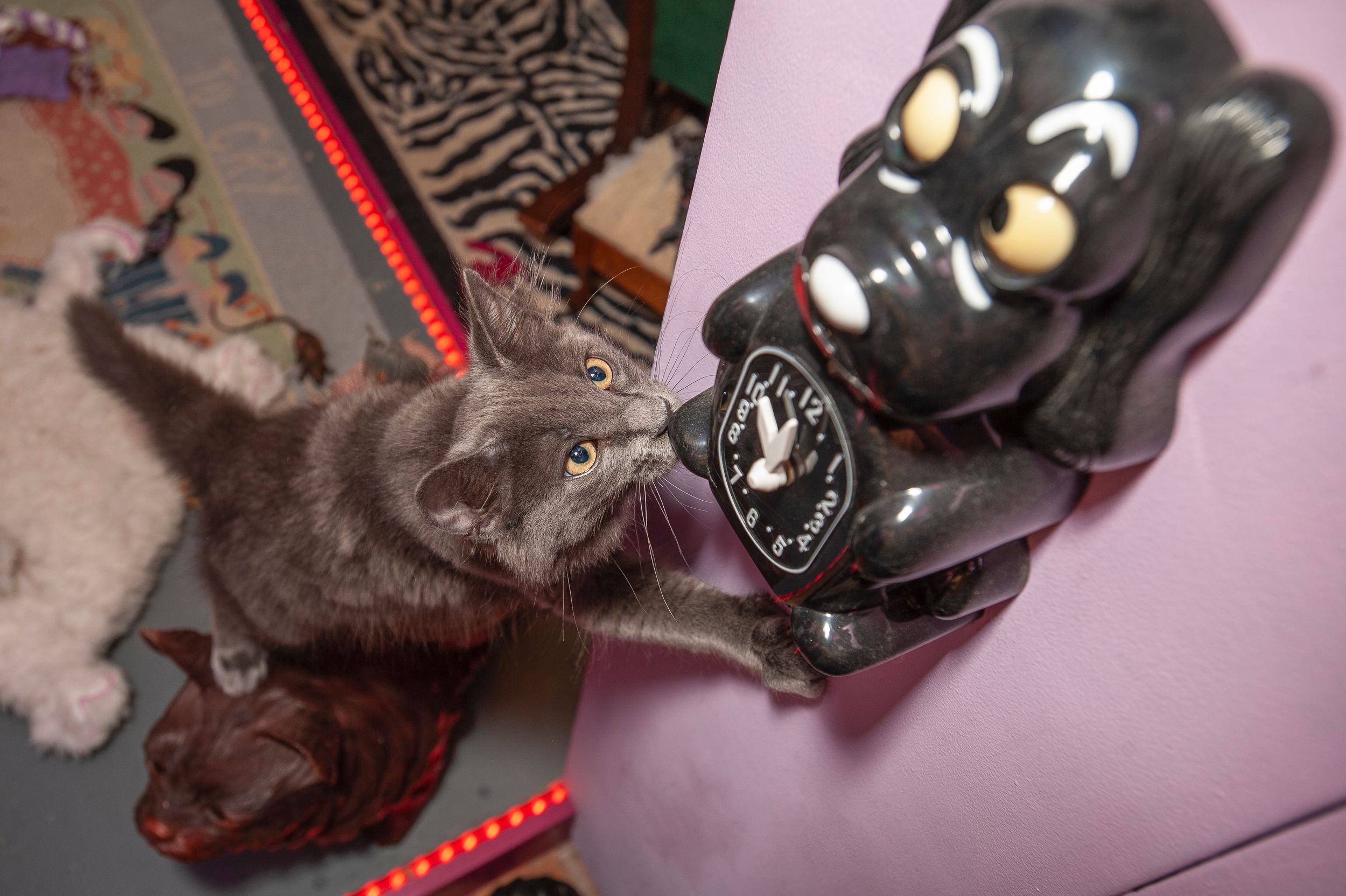 A Lost Dog Finds Cat Paradise: Tails of Love and Mischief, author and photographer Bob Walker