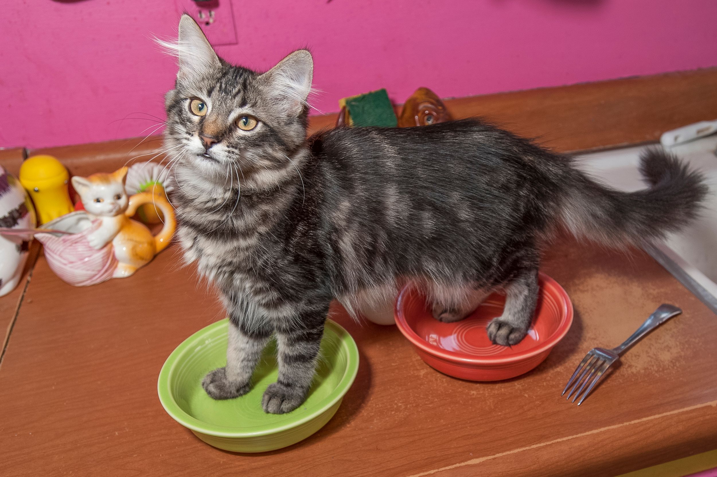 A Lost Dog Finds Cat Paradise: Tails of Love and Mischief, author and photographer Bob Walker