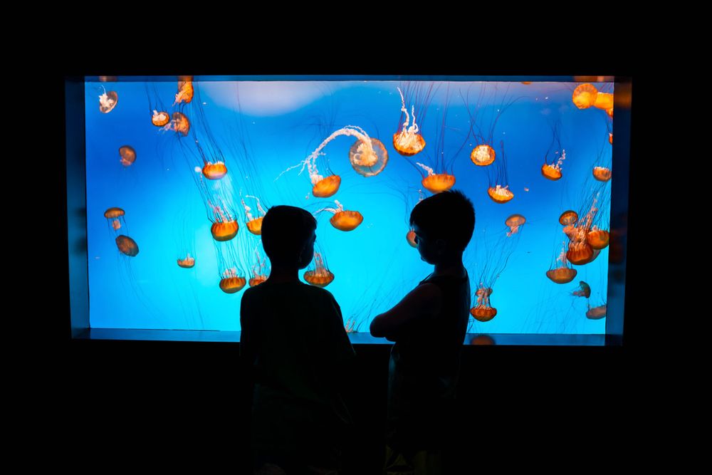 Two silhouettes watch illuminated jellyfish swimming in a bright blue aquarium display.