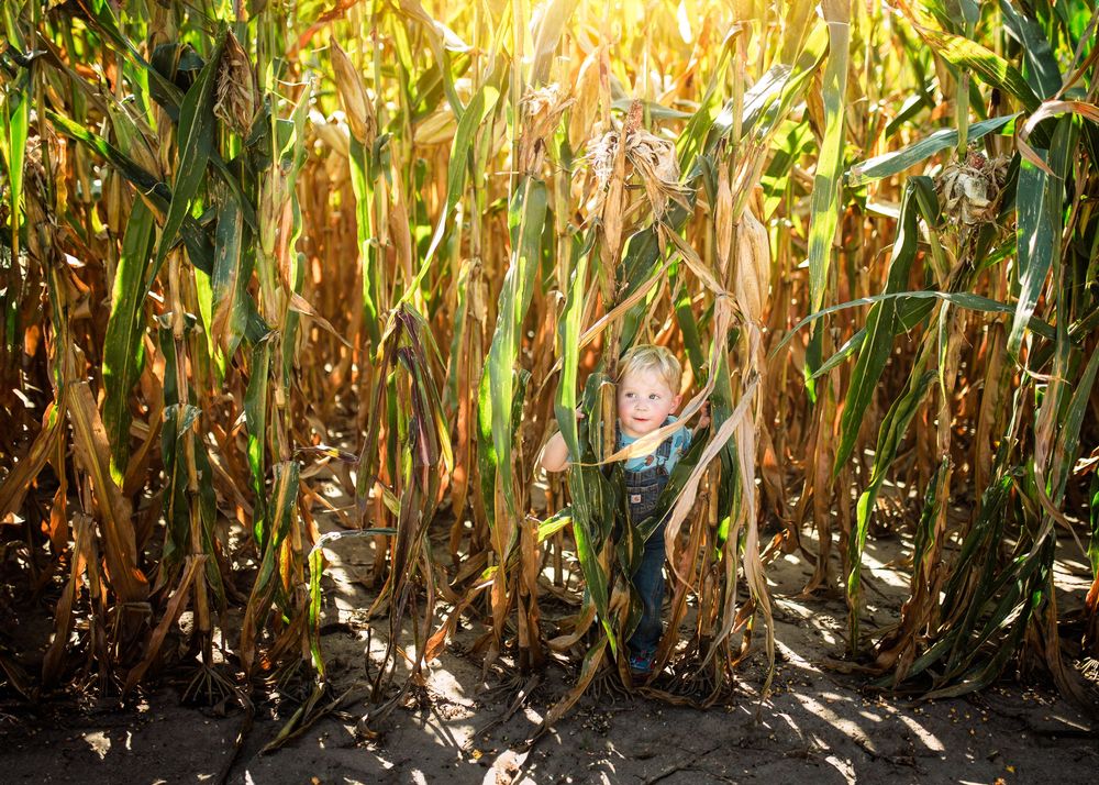 Rows of tall dried corn stalks in a field glow golden in sunlight with dark soil visible below.