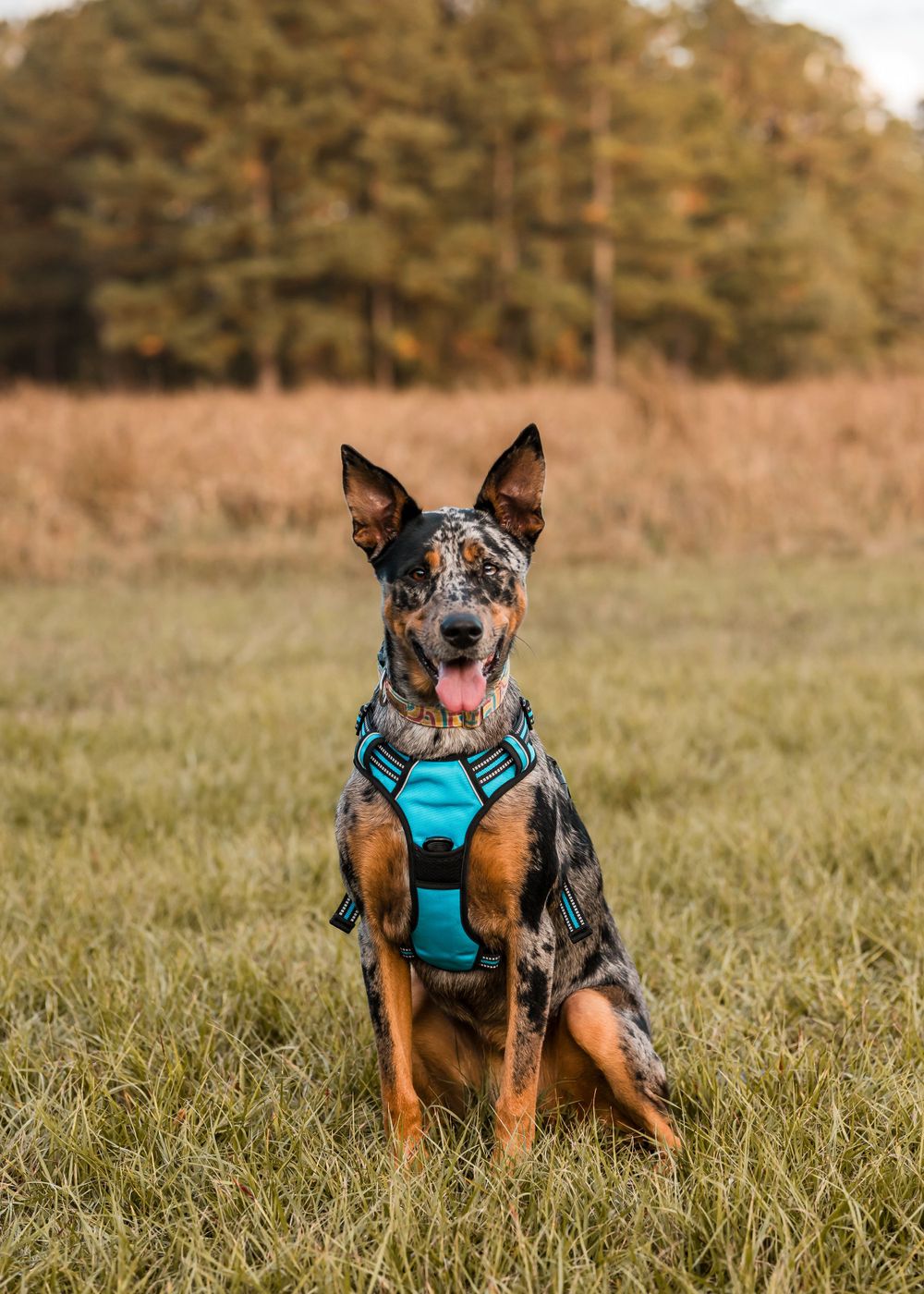 A dog wearing a blue harness stands in a grassy field with autumn trees in the background.