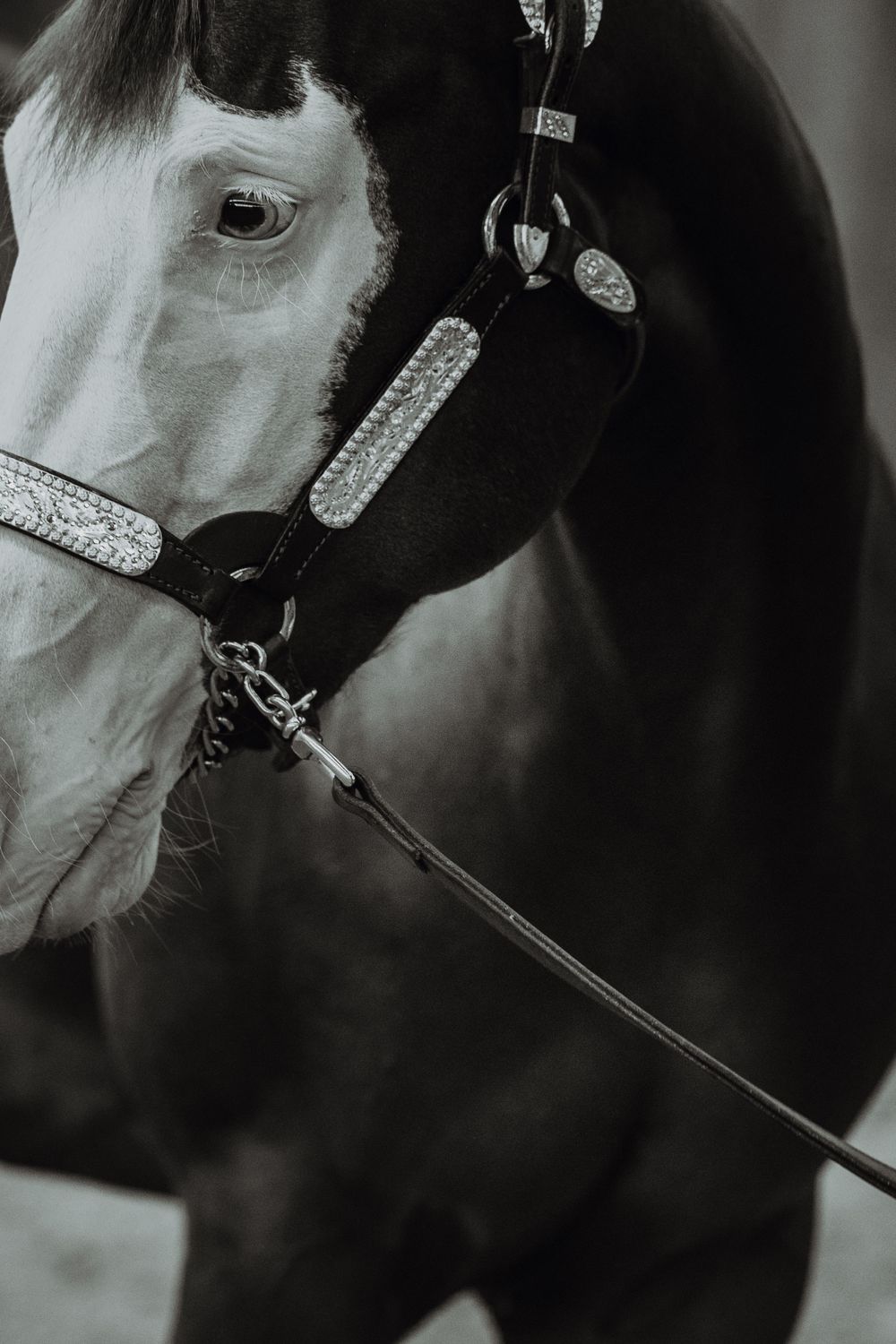 Close-up black and white photo of a horse wearing a decorative bridle with crystal embellishments and lead rope.