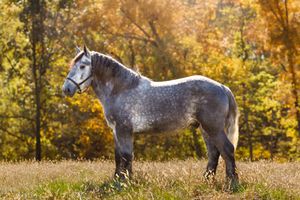 Stallion standing nicely for his stud ad portraits.
