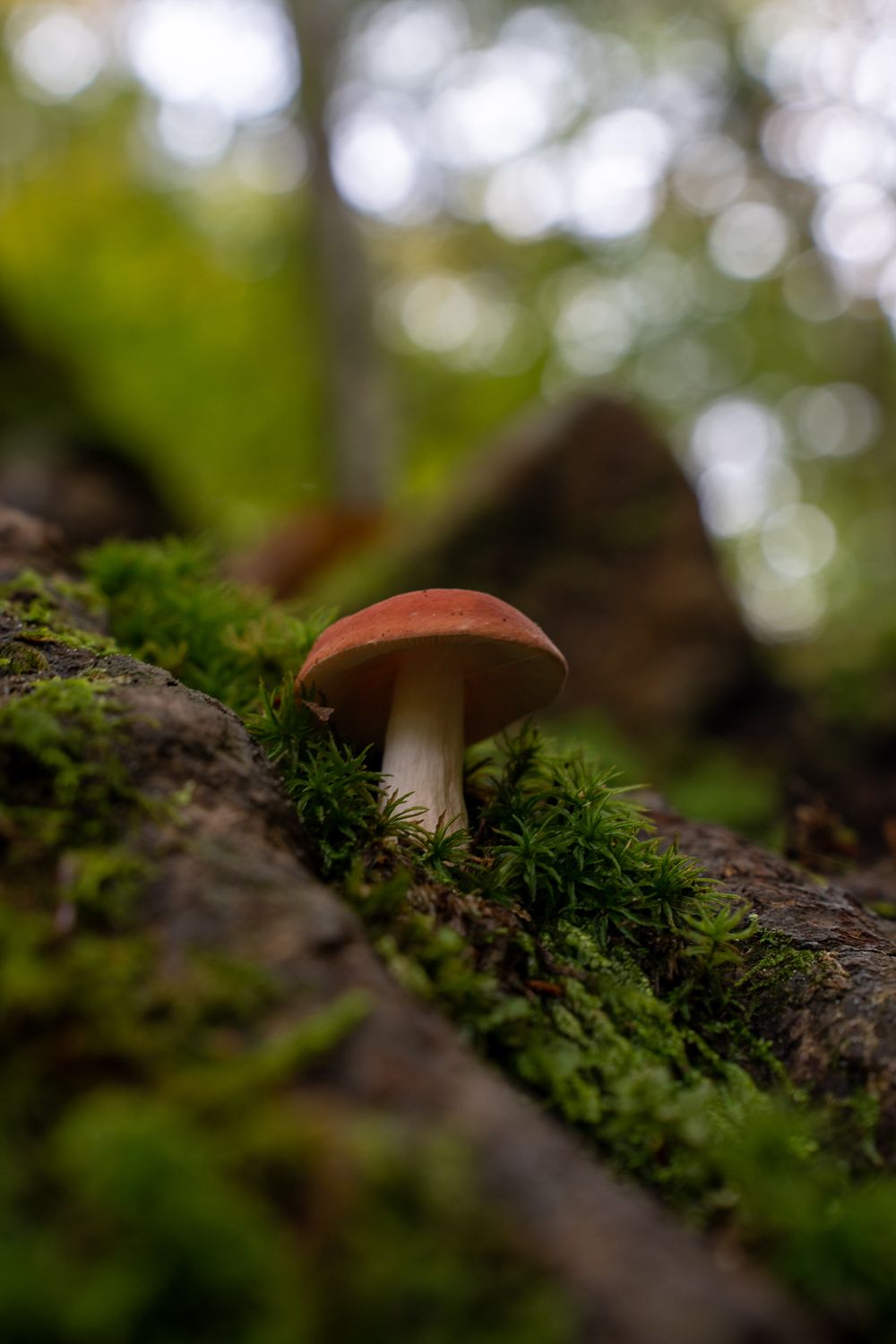 Close-up of a small brown mushroom growing on mossy bark in a forest.
