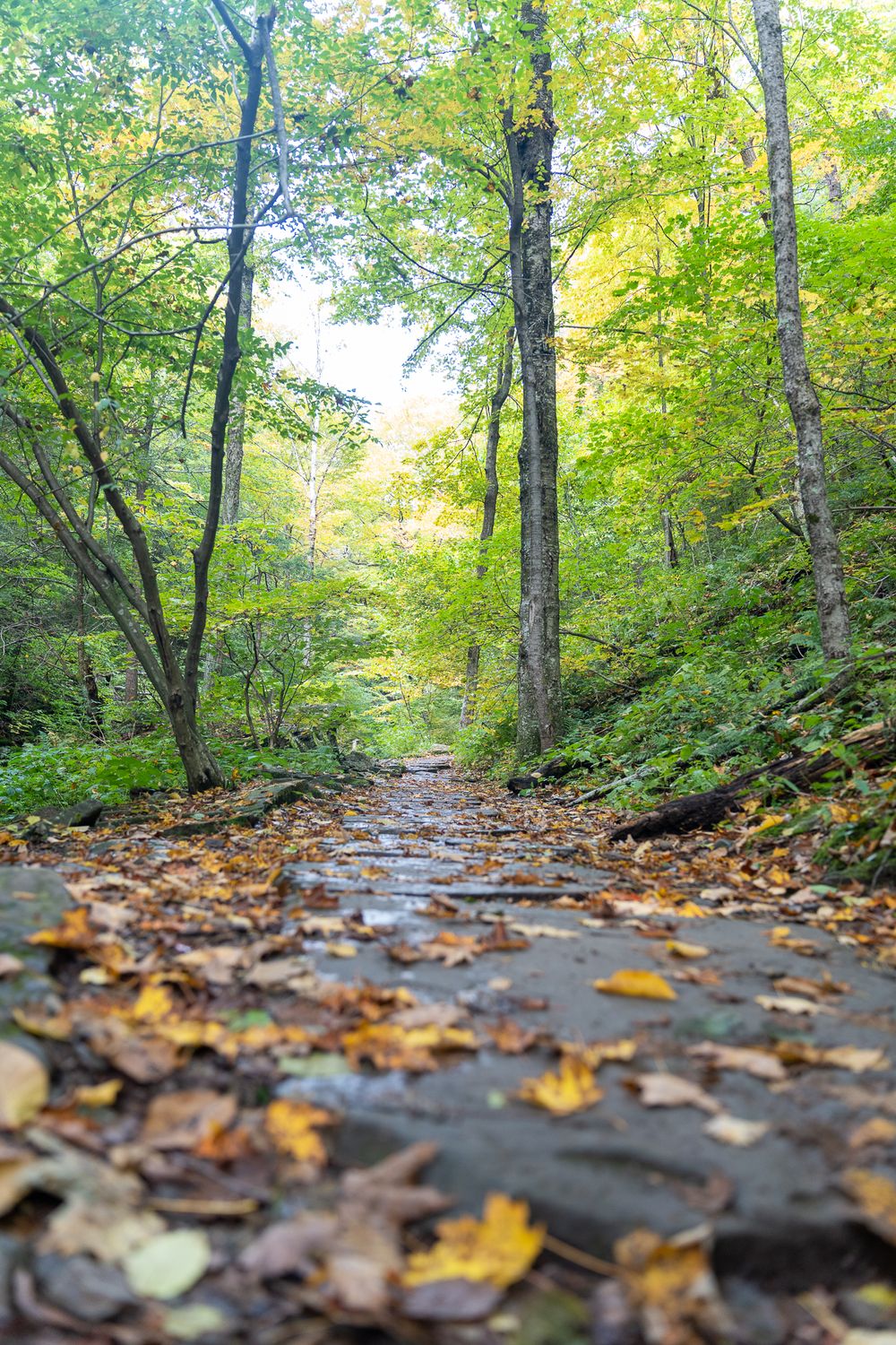Autumn leaves scattered on a stone path winding through a bright green forest.