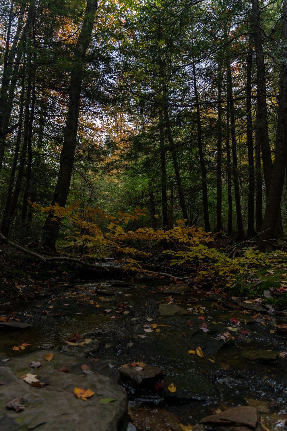 A dark forest stream with fallen leaves and rocks surrounded by tall evergreen trees at dusk.
