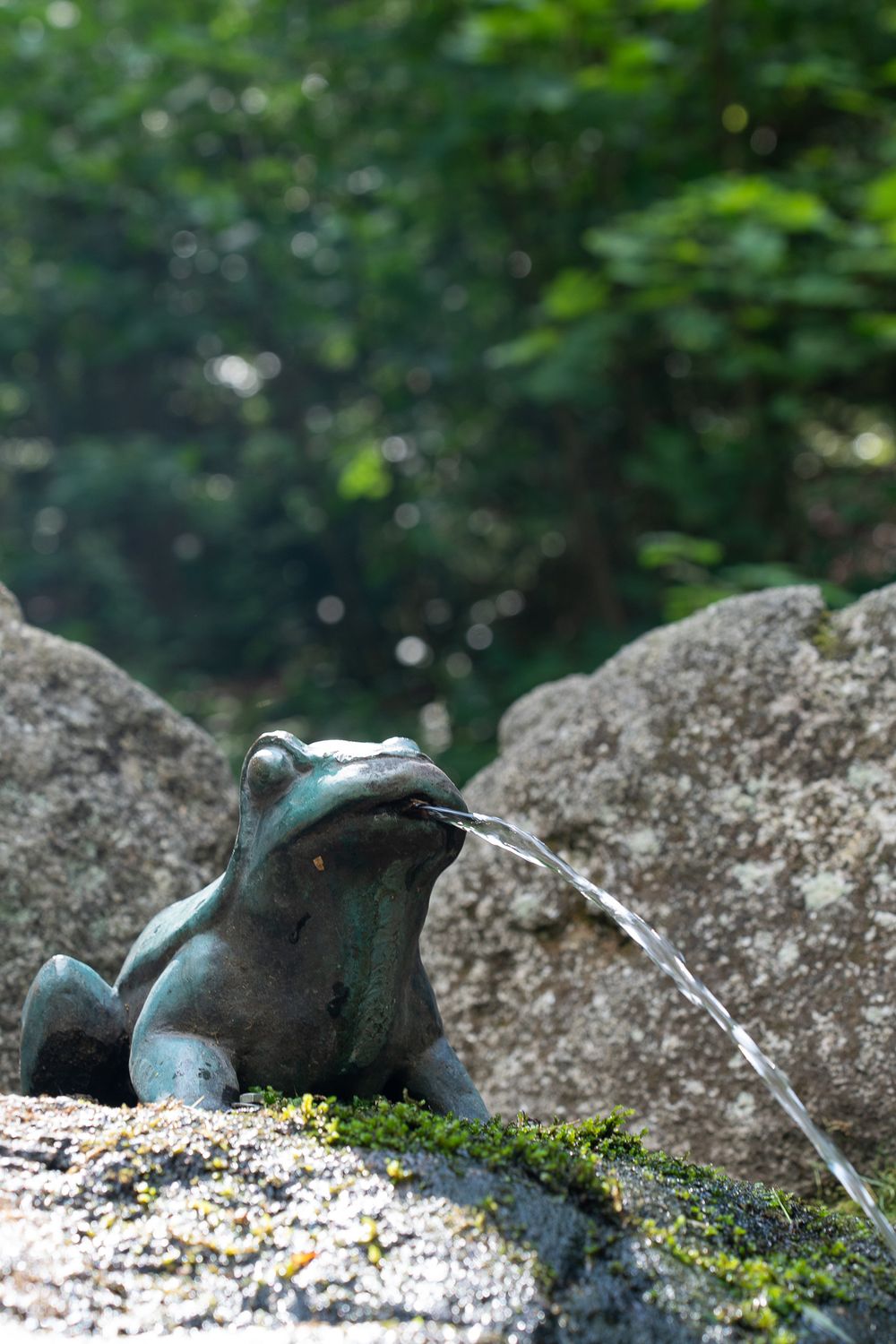 A decorative bronze frog fountain spouts water while resting on a mossy rock in a garden setting.