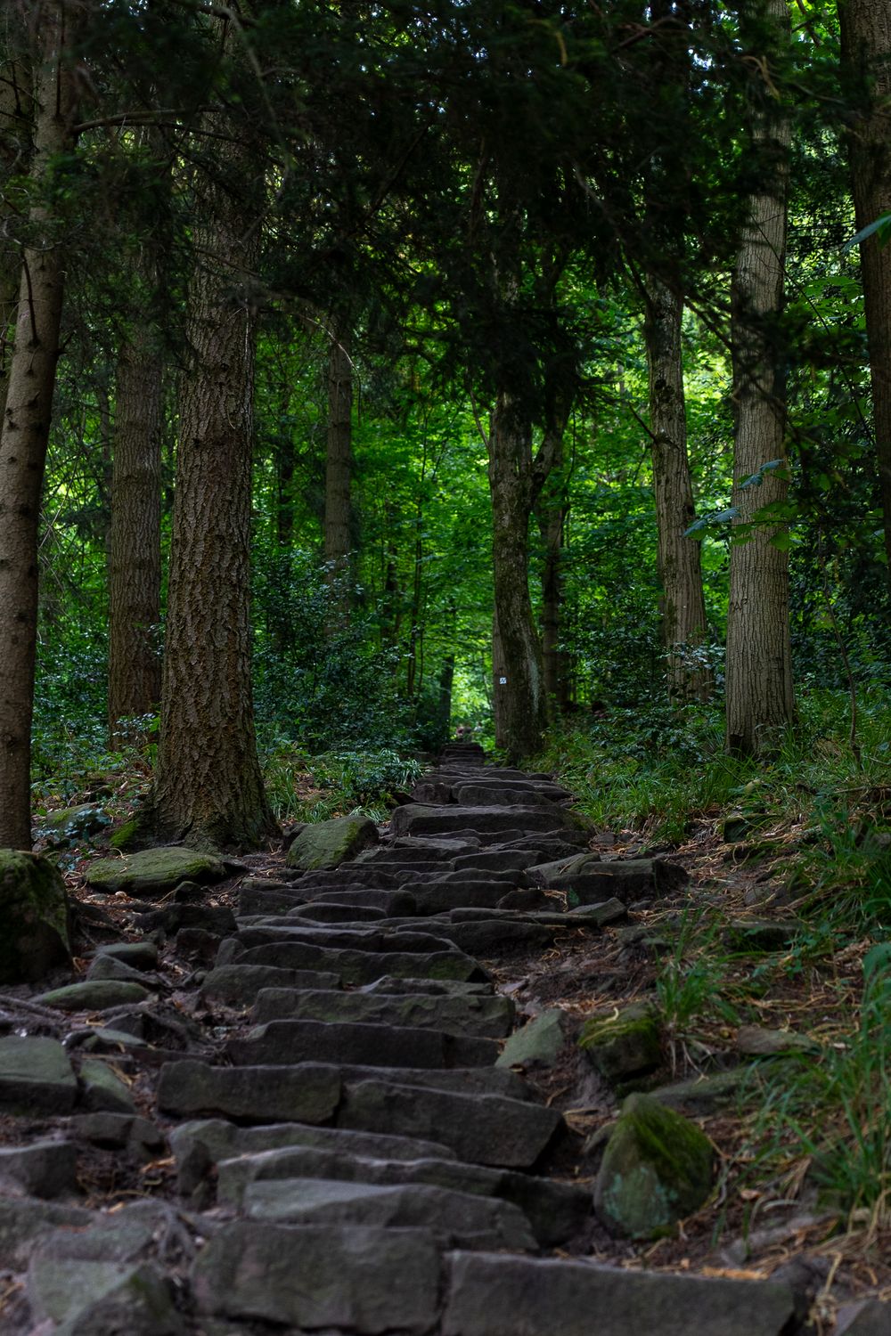 Stone steps wind through a lush green forest creating a mystical woodland path.