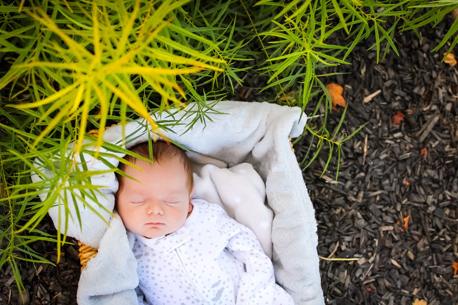 A lifestyle image of a newborn baby lying in a basket with blankets under a plant.