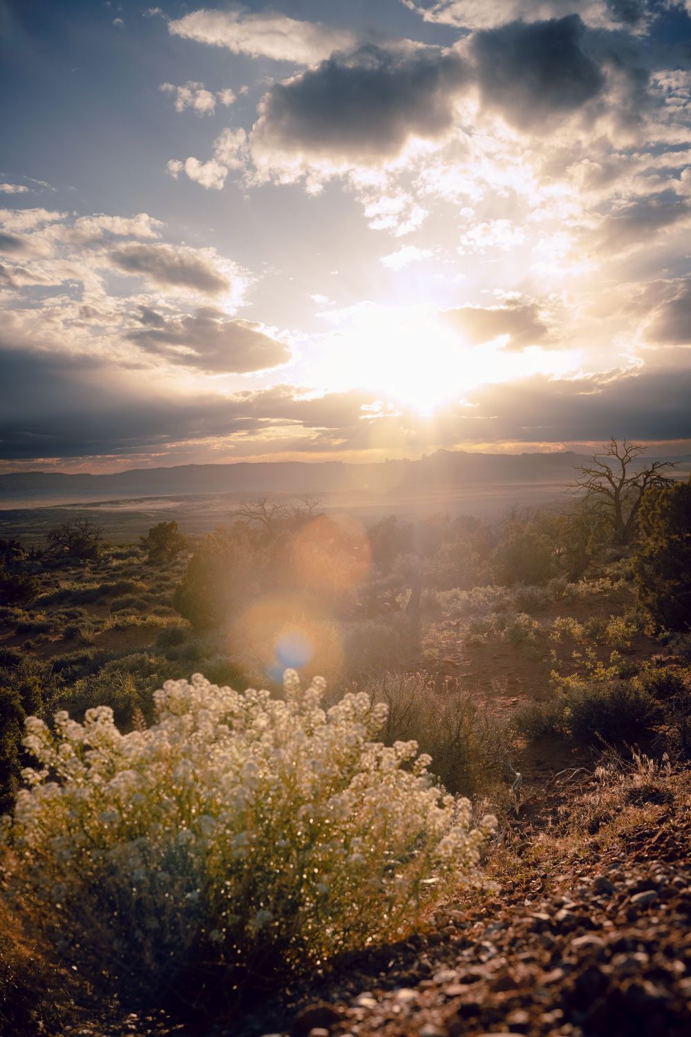 Dramatic sunset illuminates desert landscape with blooming white wildflowers and sun rays piercing through dramatic clouds.