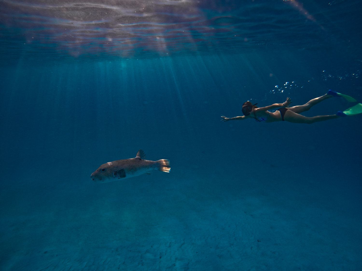 Snorkeler observes a reef shark swimming in clear blue tropical waters.
