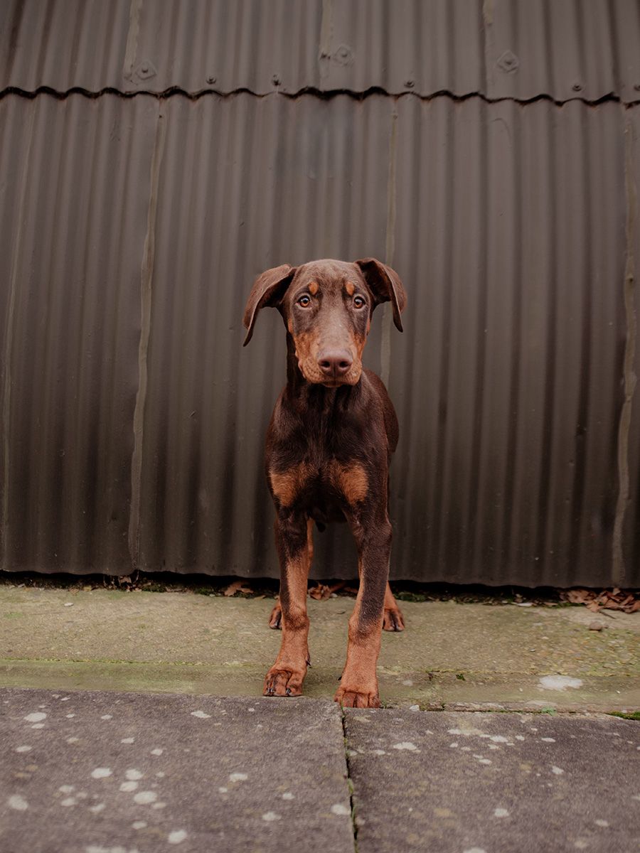 All Scene Images, is a professional outdoor dog photographer based in Harwich, Essex, UK.  Fill out form.