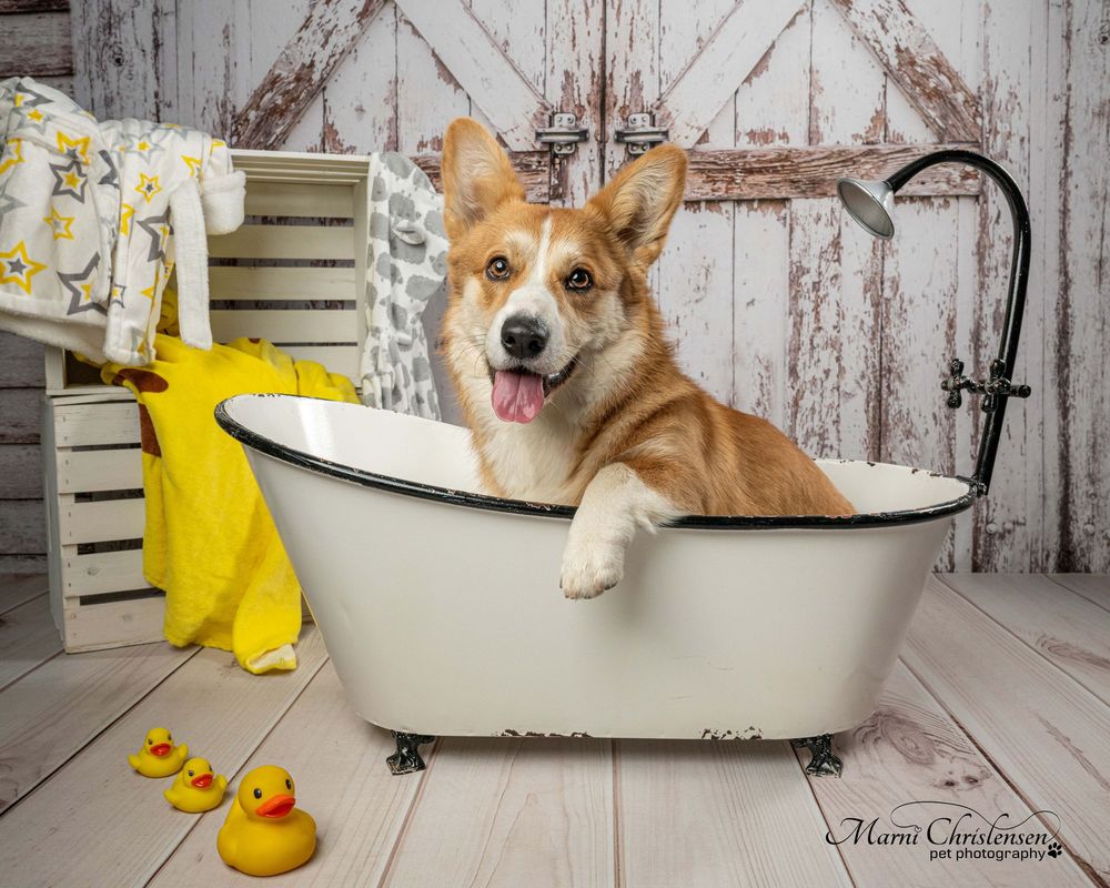 Corgi puppy sitting happily in vintage clawfoot bathtub with rubber ducks and yellow gloves against rustic white wall.