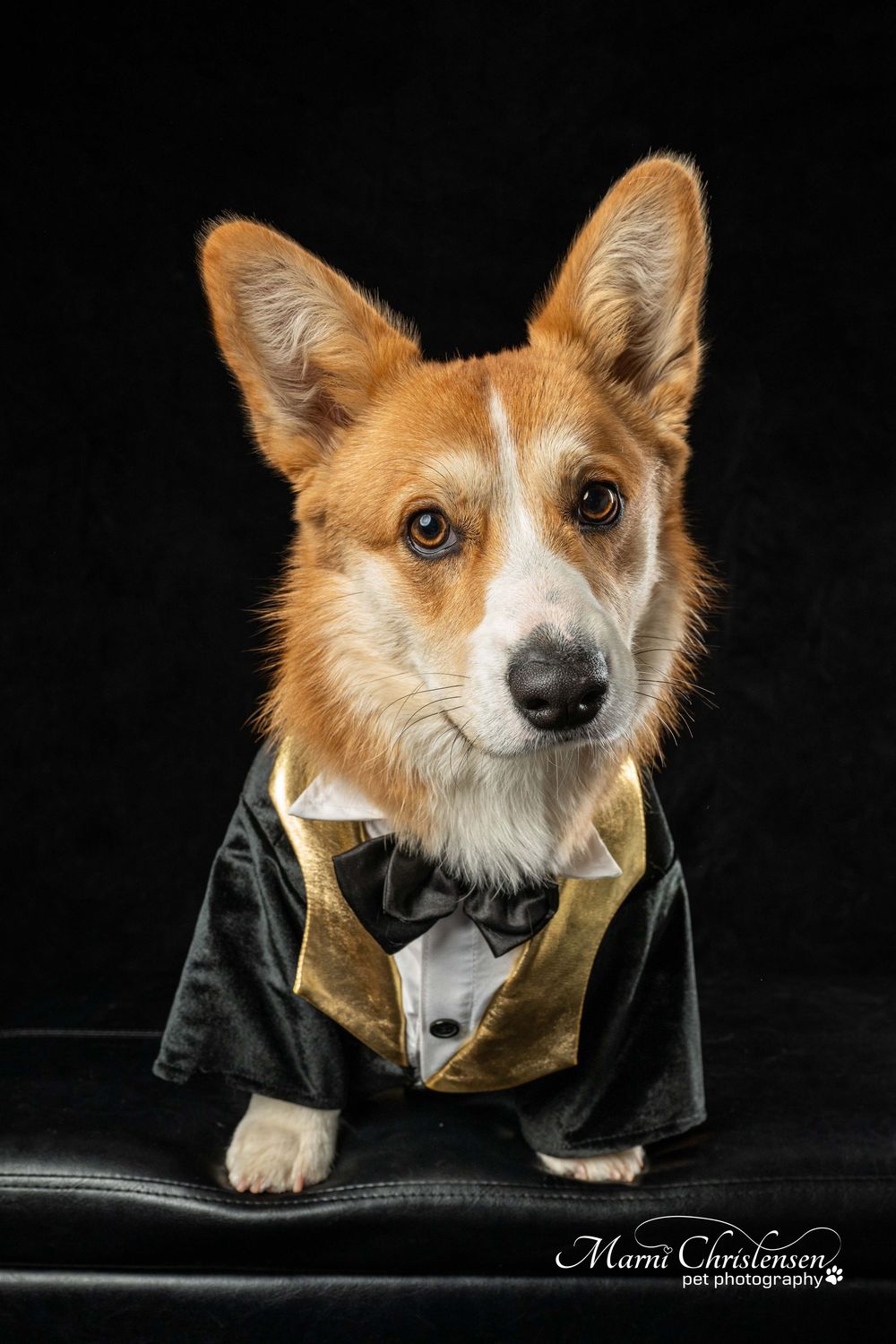 A Corgi dog wearing a formal black tuxedo jacket poses for a glamorous photo shoot against a dark background.