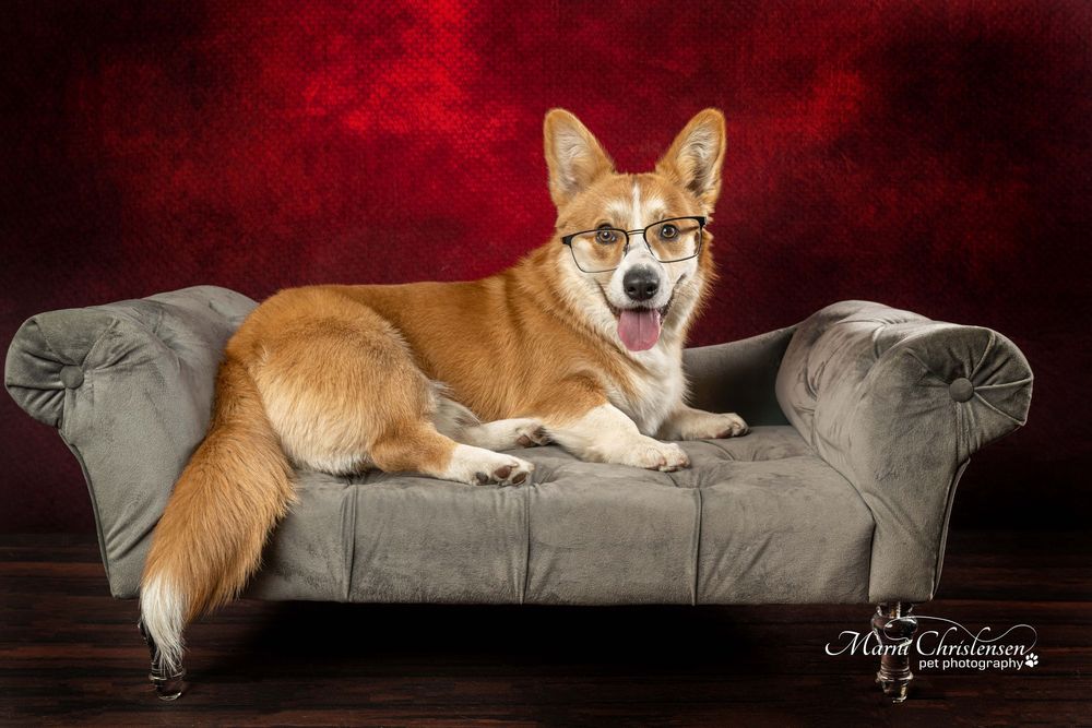 A happy Corgi dog wearing glasses lounges on a gray velvet couch against a dramatic red background.
