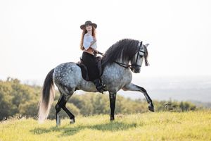 Dappled gray horse and rider trot gracefully across a sunlit hilltop meadow at sunset.