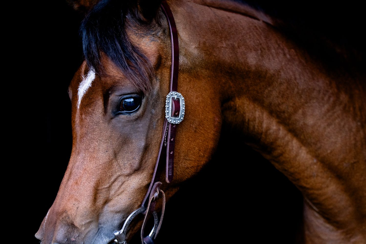 Close-up portrait of a bay horse wearing a decorative bridle with rhinestone accents against a dark background.