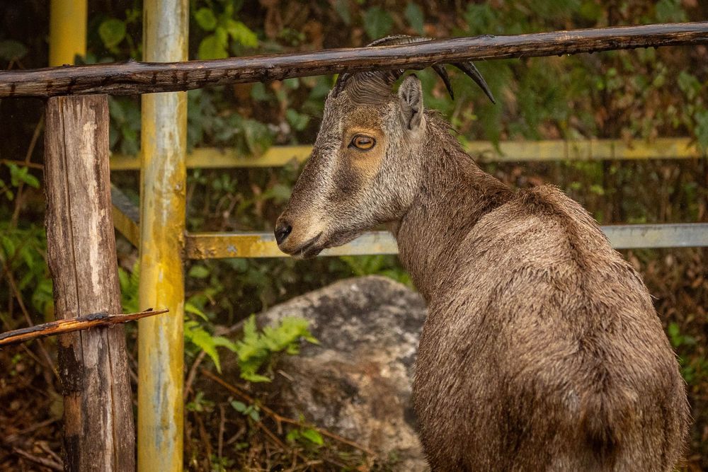 A brown Nilgiri tahr with curved horns stands beside a rustic wooden and metal fence in nature.
