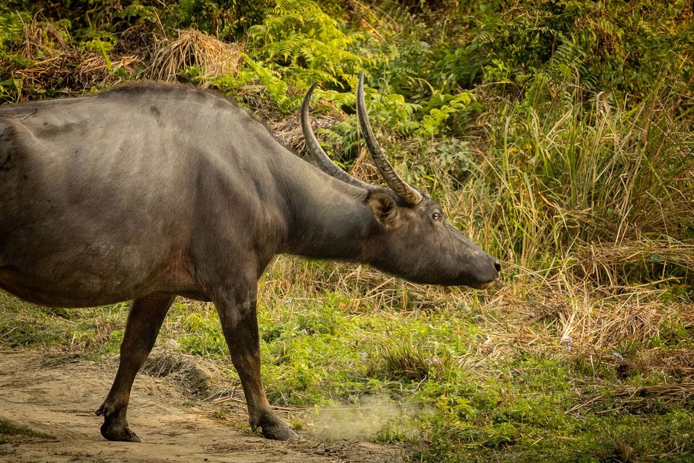 Side profile of a wild water buffalo with curved horns walking along a dusty trail in nature.