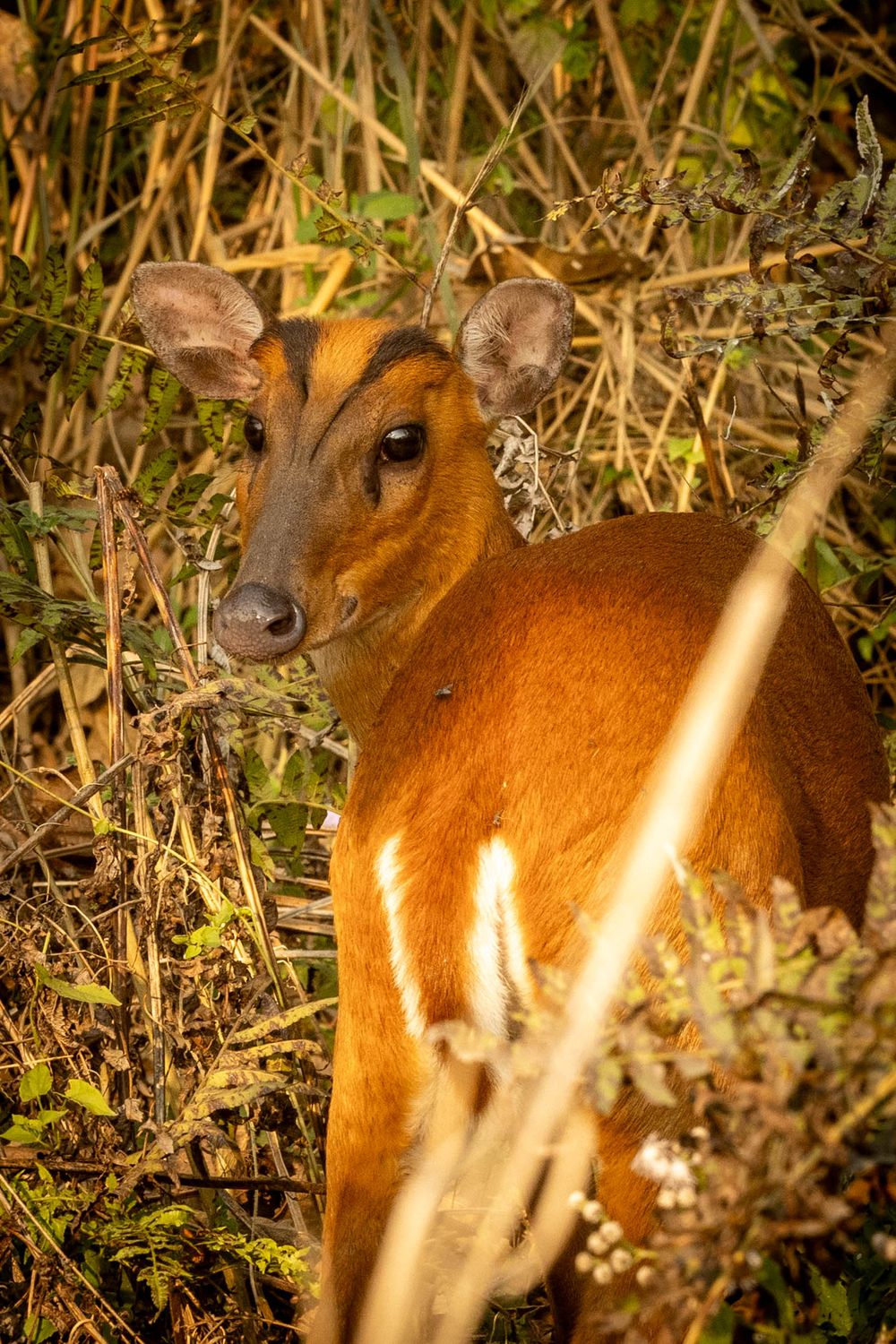 A small barking deer with large ears standing alert among dense dry reeds and vegetation.