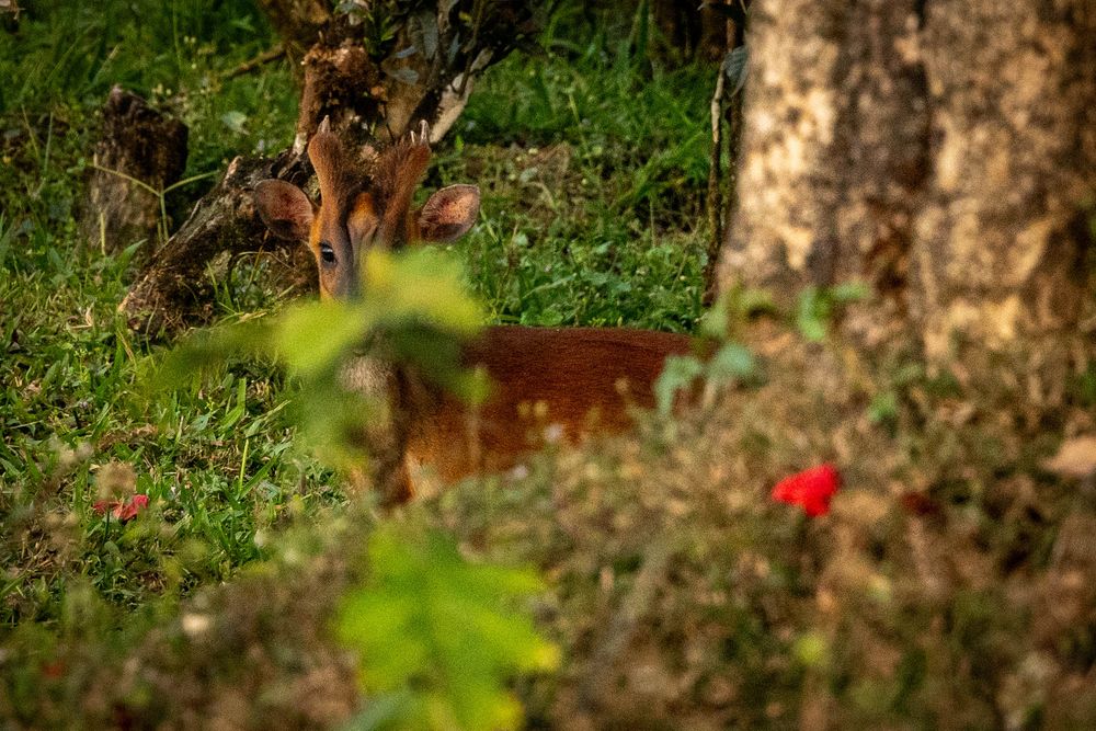 A deer partially hidden behind lush green forest undergrowth and red wildflowers in woodland.