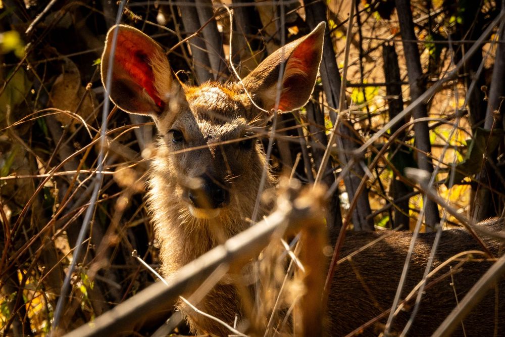 A young deer peers through a tangle of bare branches with large alert ears visible.