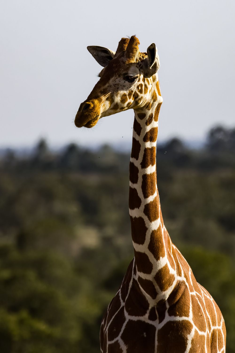 Close-up portrait of a reticulated giraffe with brown and white patterns against a green African savanna backdrop.