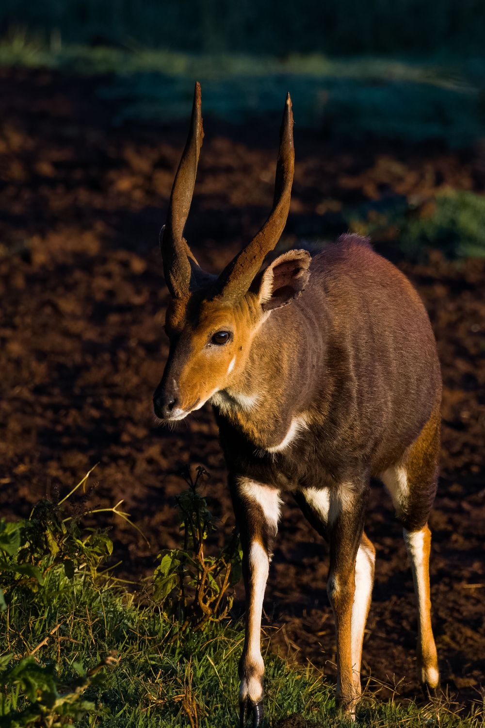 A male bushbuck antelope with straight ridged horns stands in warm golden light on bare earth.