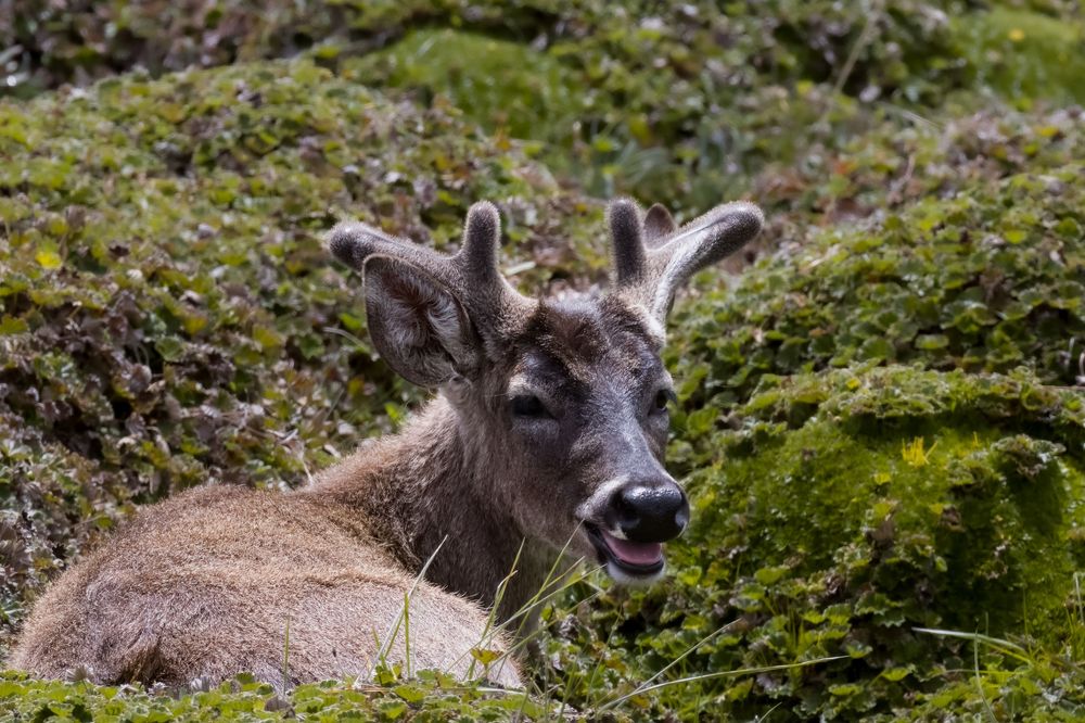 A young deer with small antlers rests among green mossy rocks with mouth open.