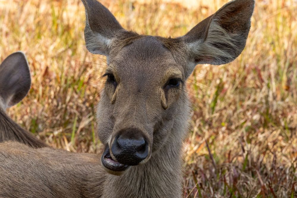 Close-up portrait of a young female deer with large ears in a field of dry golden grass.