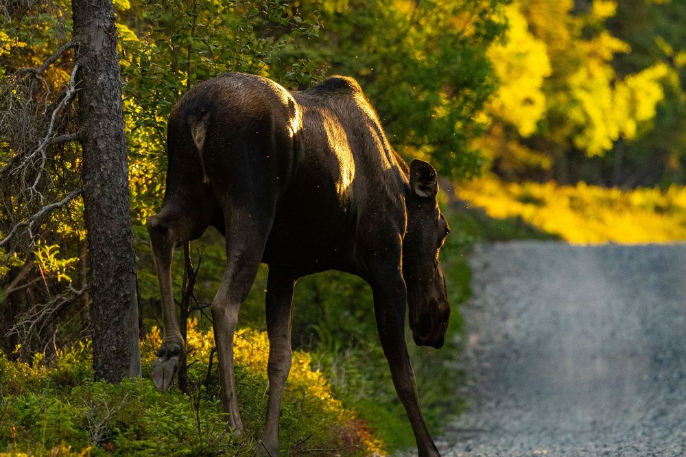 A moose walks away along a gravel forest road surrounded by vibrant autumn foliage in golden light.